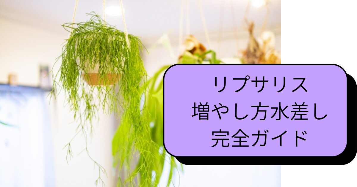 リプサリス剪定 リプサリス 増やし方 リプサリスの育て方 植物図鑑