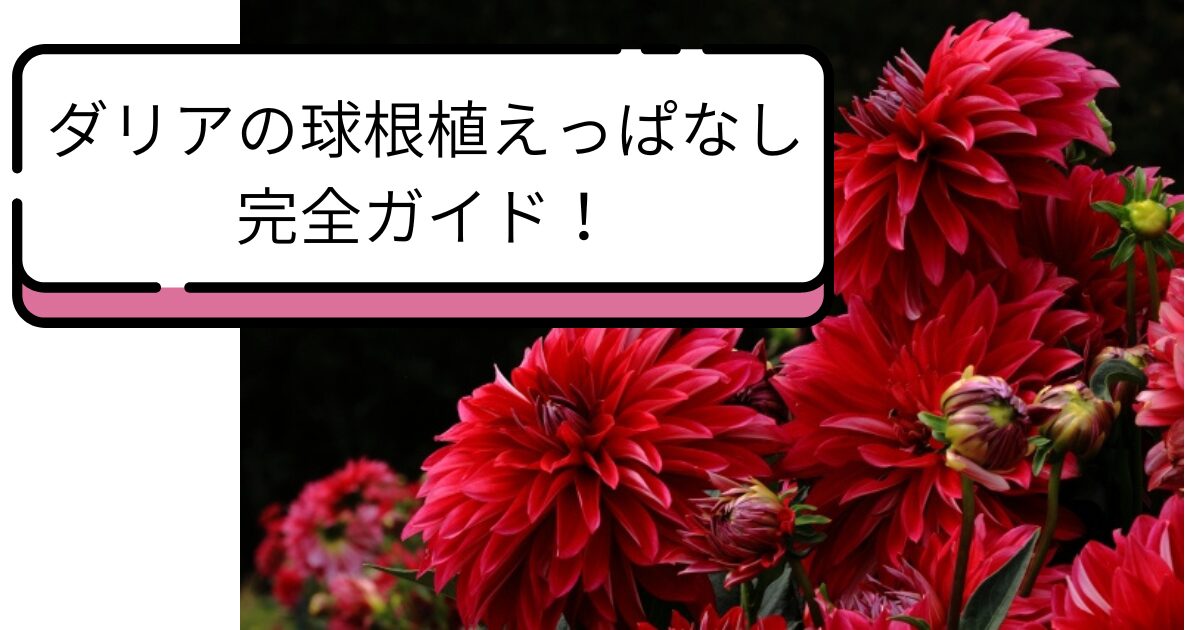 クジャクサボテンの挿し木と水やりの正しい方法と花芽を促すコツ