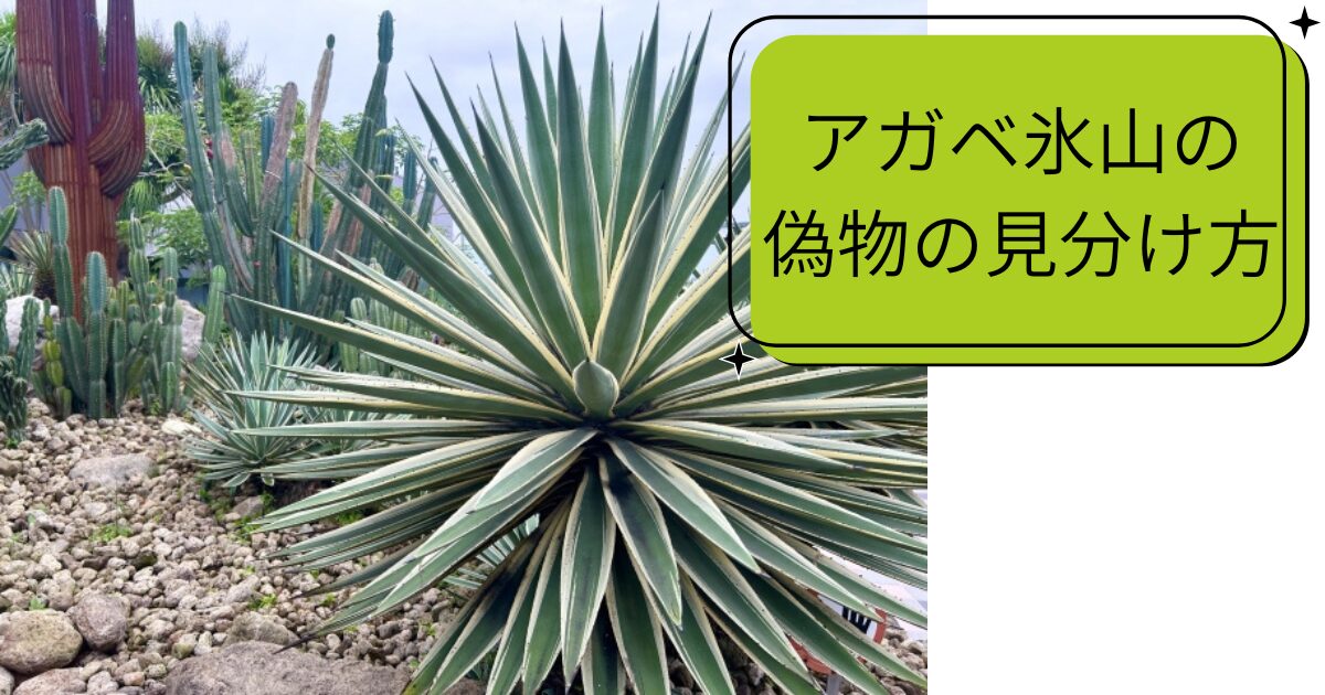 アガベ氷山の偽物の見分けと購入注意点