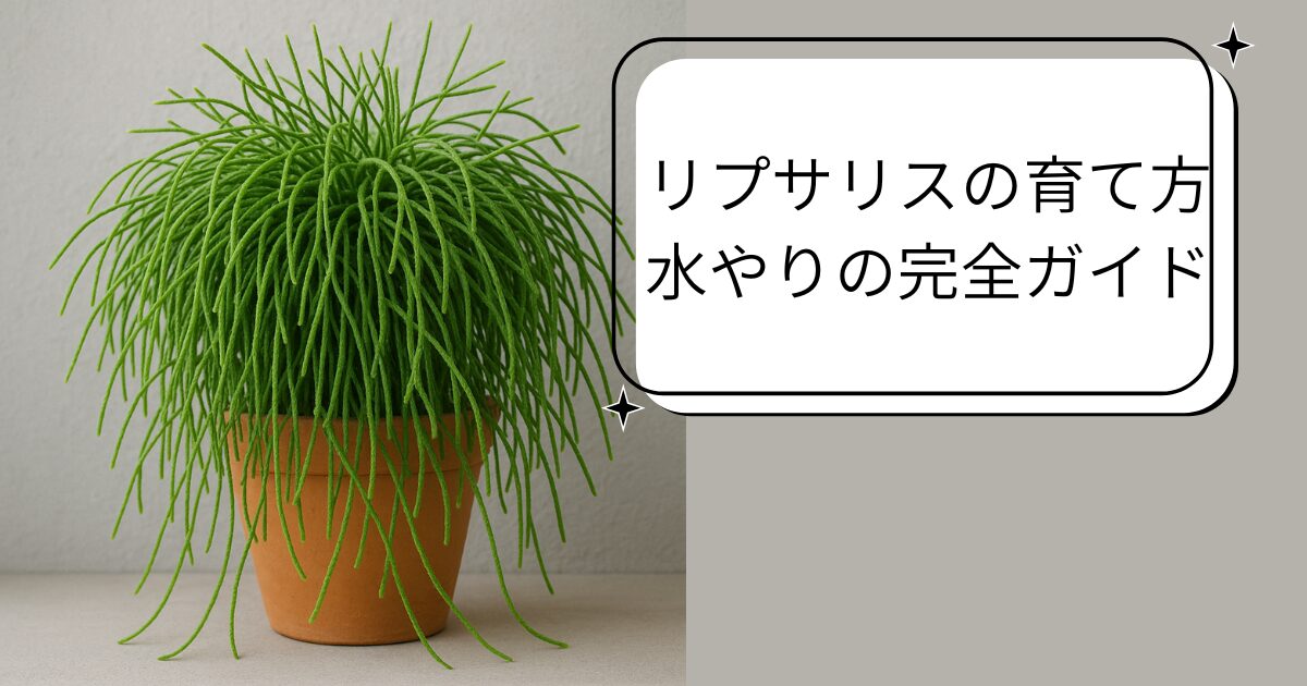 リプサリスの育て方水やりの完全ガイド