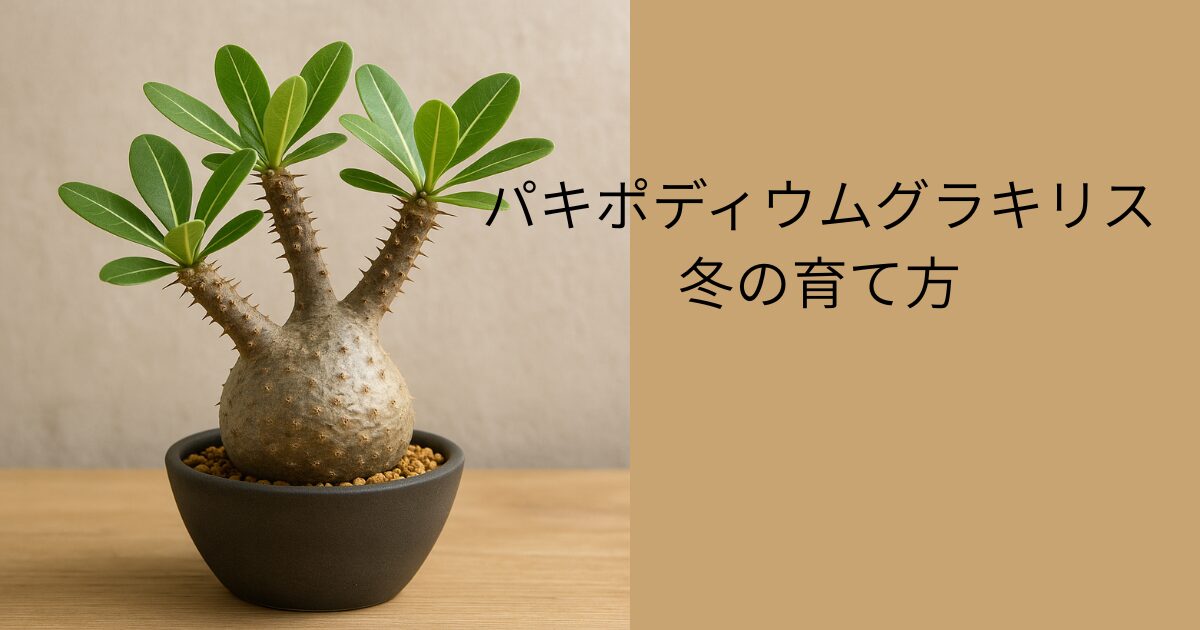 パキポディウムグラキリスの育て方で冬は何をする？枯らさない温度と水 
