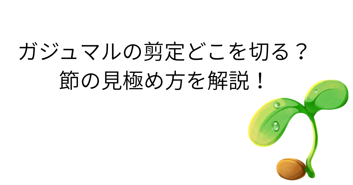 ガジュマルの剪定どこを切る？節の見極め方を解説！