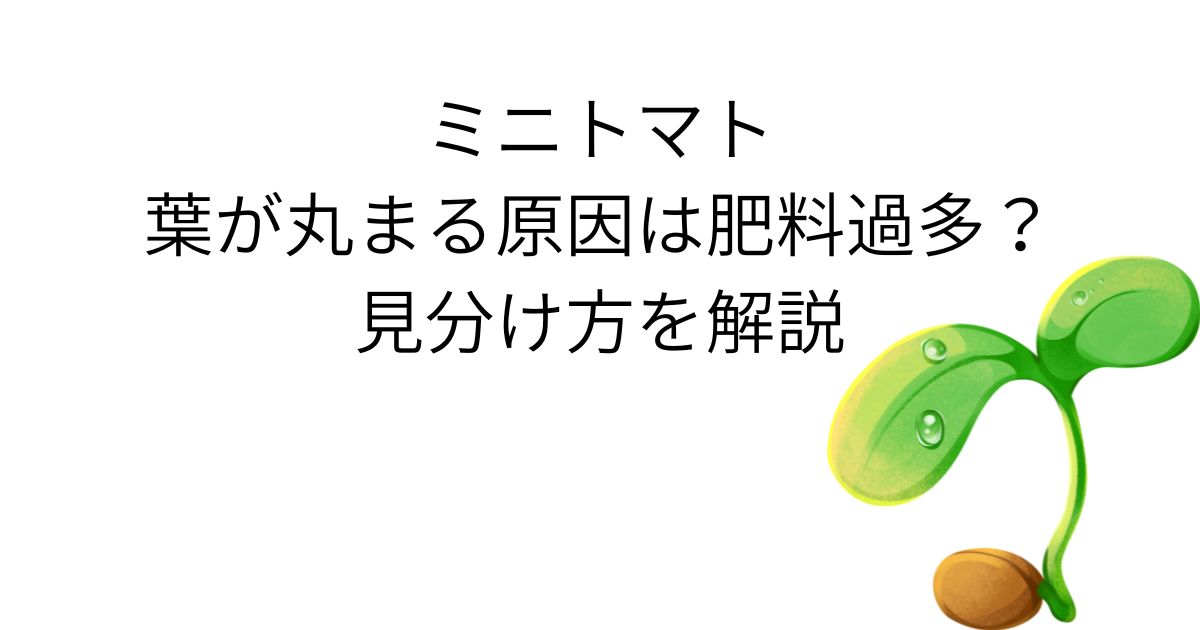 ミニトマトの葉が丸まる原因は肥料過多？見分け方を解説